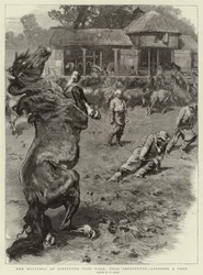 Die Mustangs auf der Littleton Park Farm, in der Nähe von Shepperton, ein Fohlen lassoing